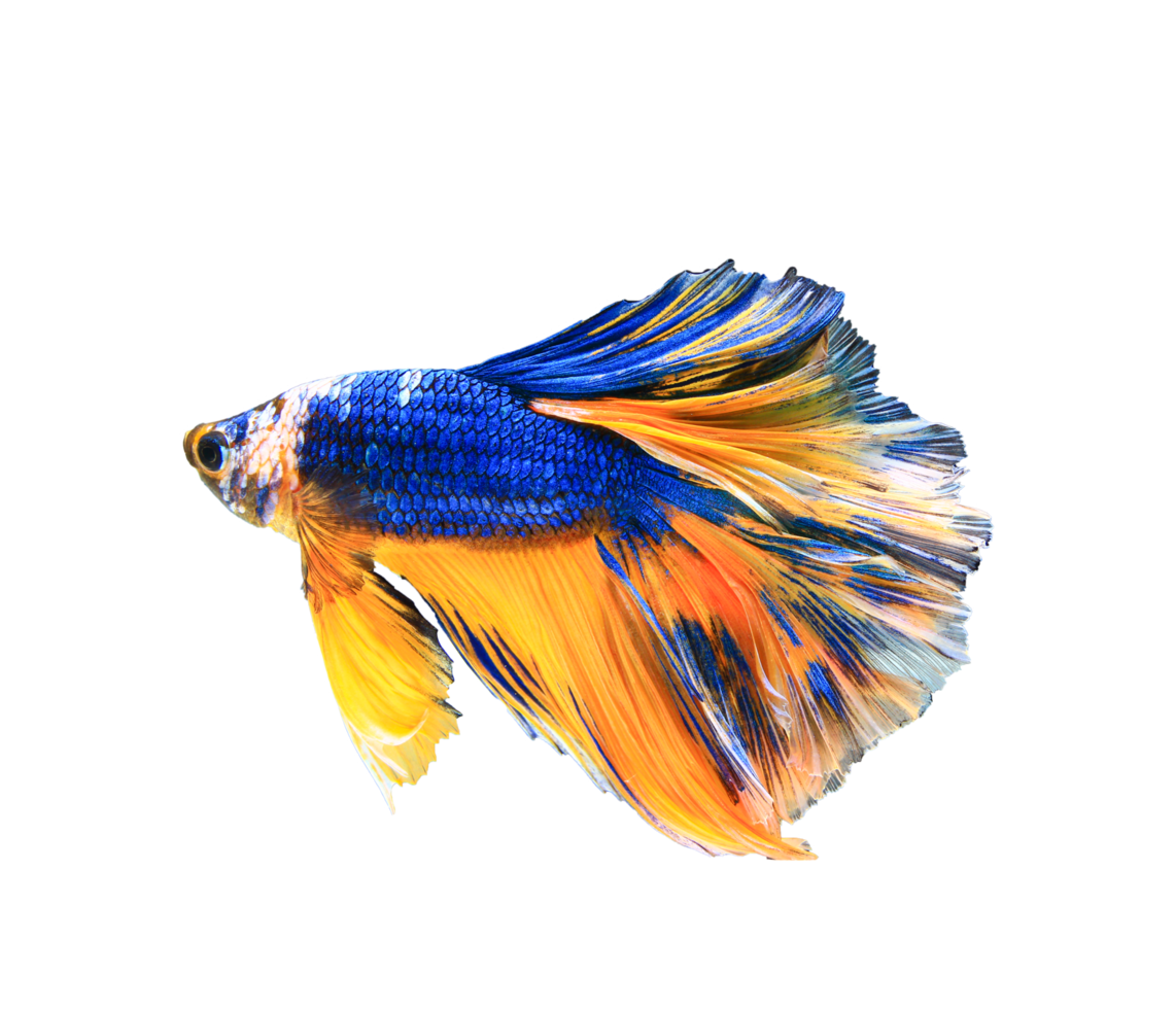 magnifique betta poisson sur transparent Contexte png