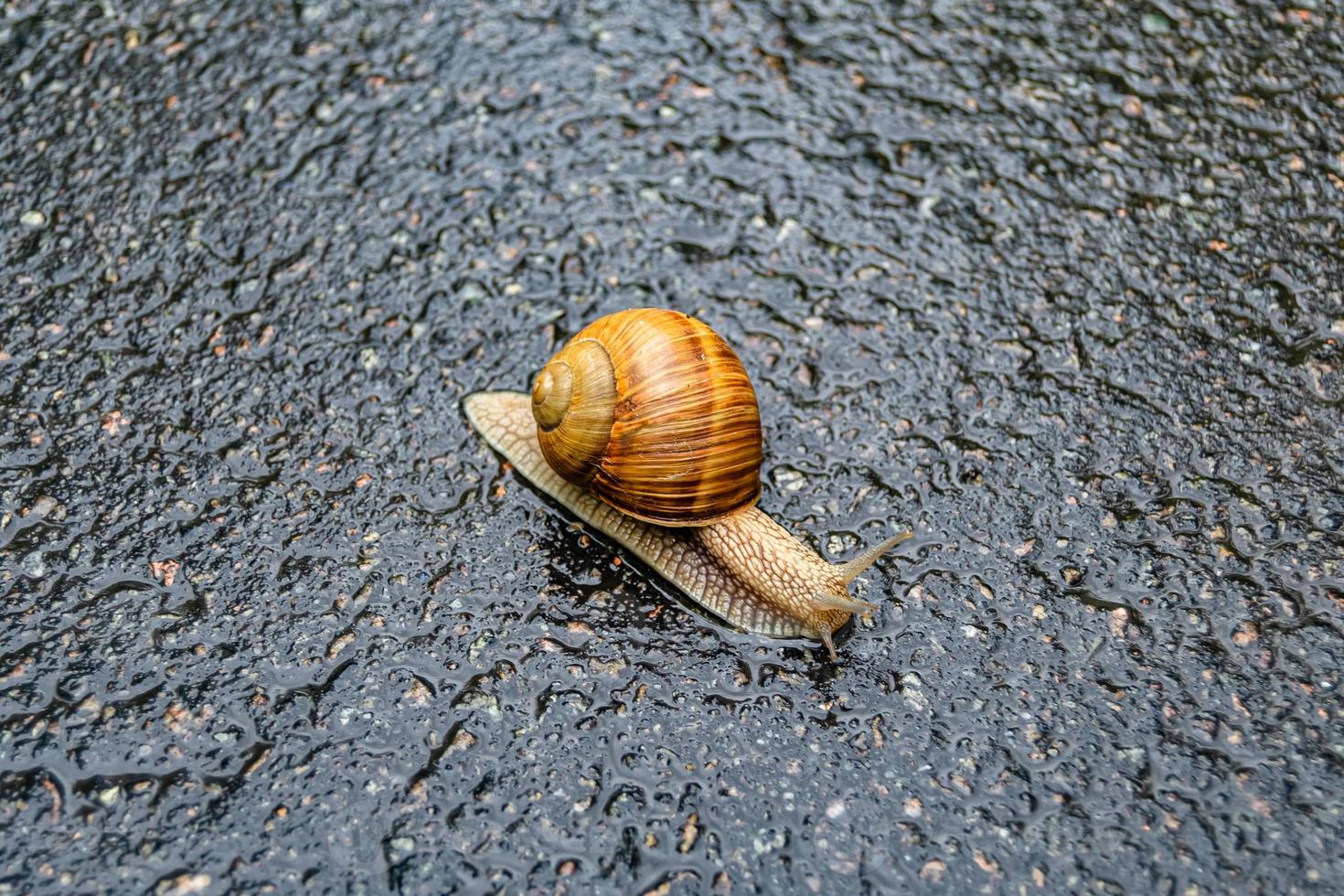 Caracol de jardín grande con concha arrastrándose por la carretera mojada date prisa en casa foto