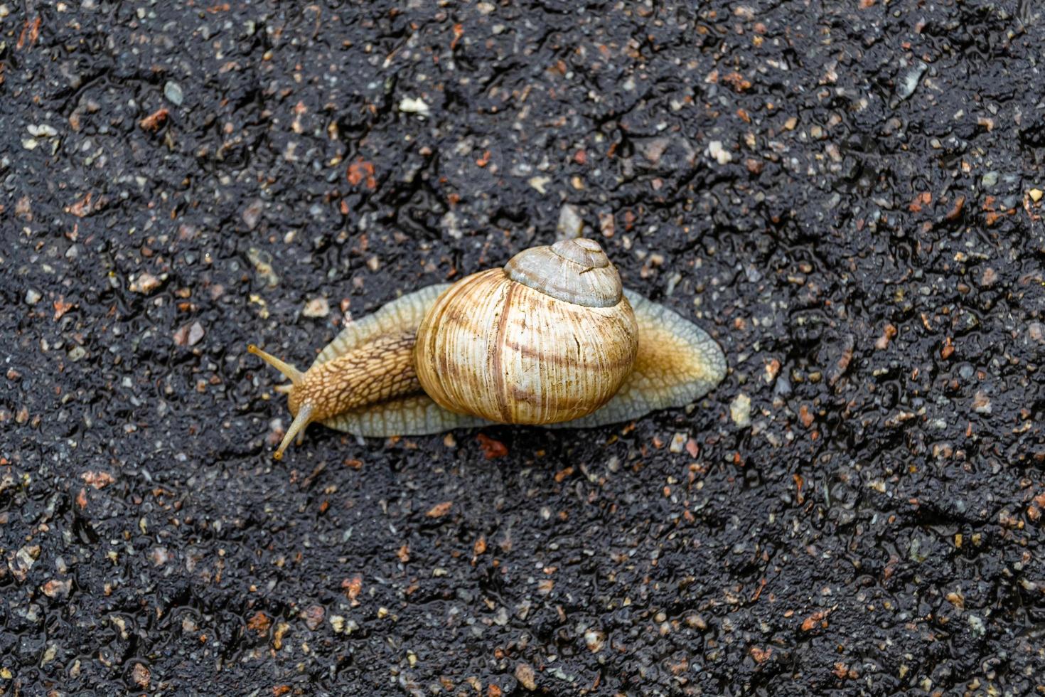 Big garden snail in shell crawling on wet road hurry home photo