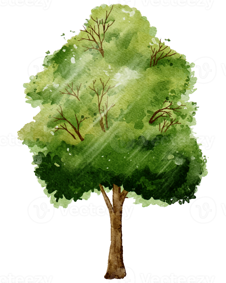 Spring tree Isolated watercolour digital hand draw single Big green tree with branches leaves, illustration Nature elements for Spring,Summer greeting card or Logo, banner png