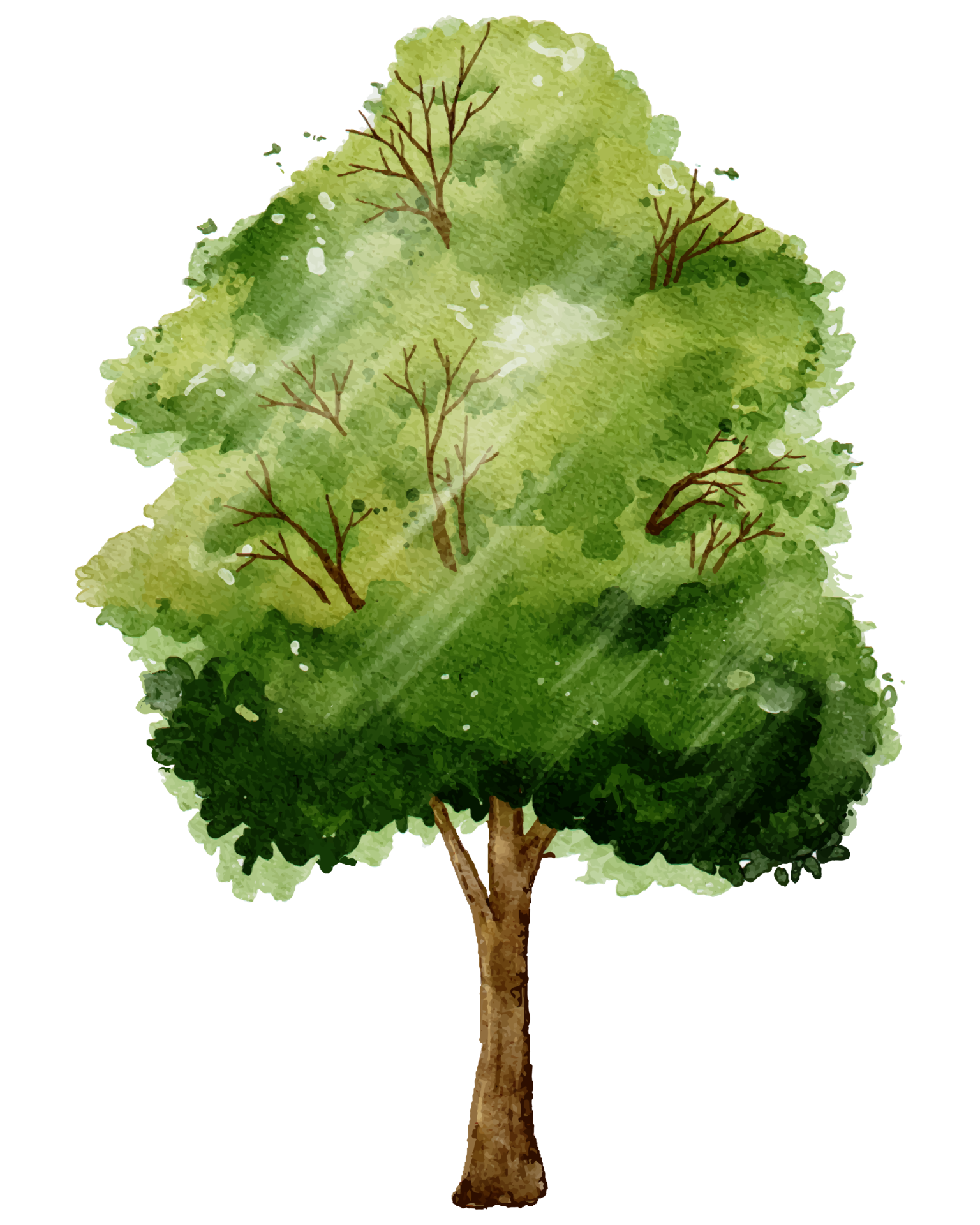 Spring tree Isolated watercolour digital hand draw single Big green
