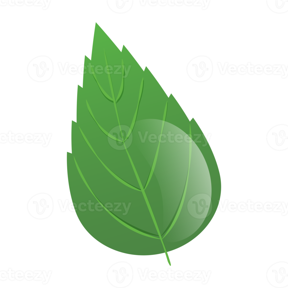 green leafs isolated illustration png