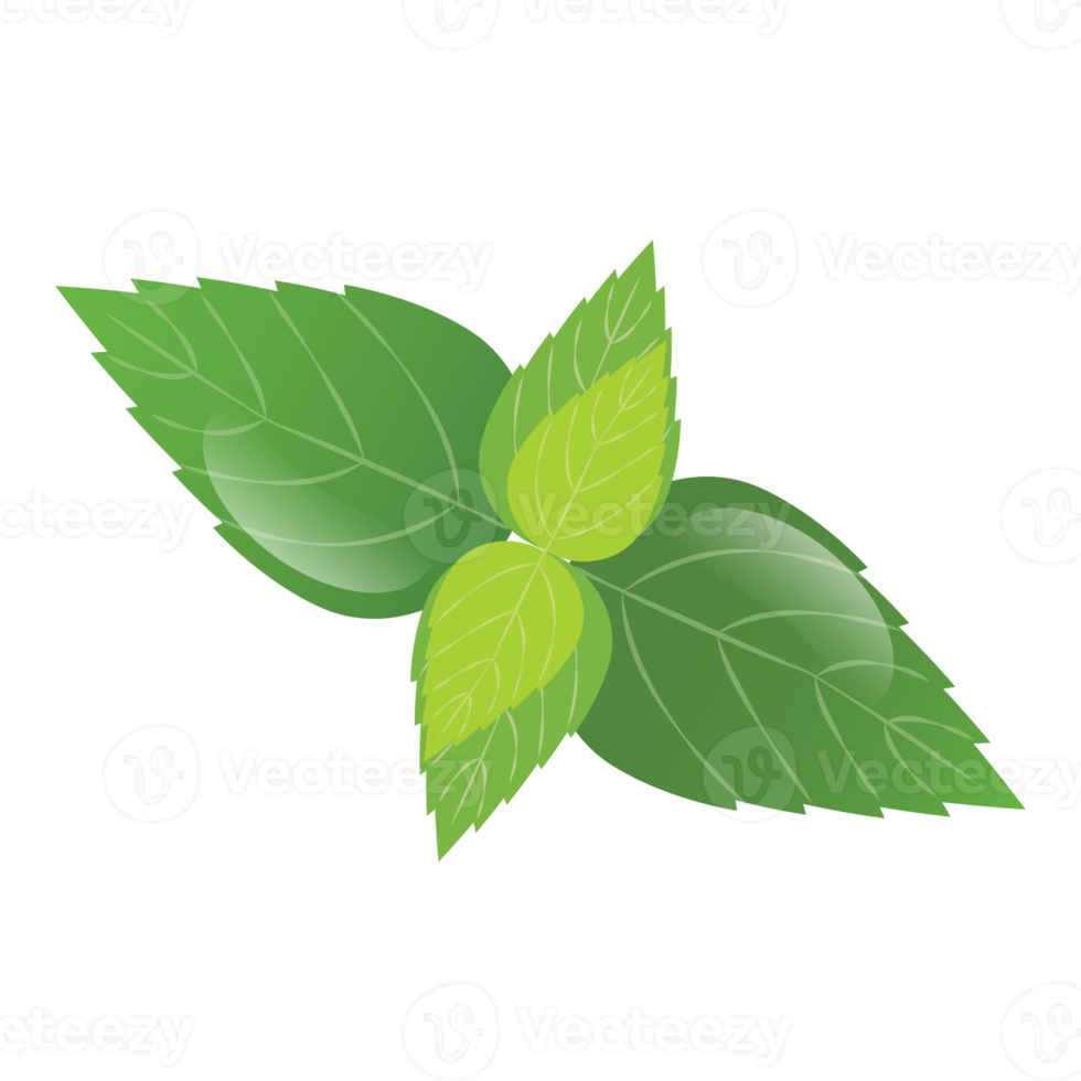 Free Mint leaf. peppermint green leaves 20047299 PNG with Transparent