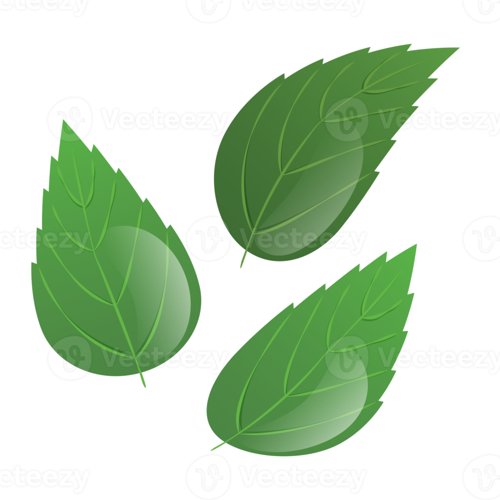 green leafs isolated illustration png