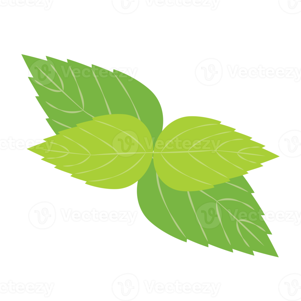 Mint leaf. peppermint green leaves 20047303 PNG