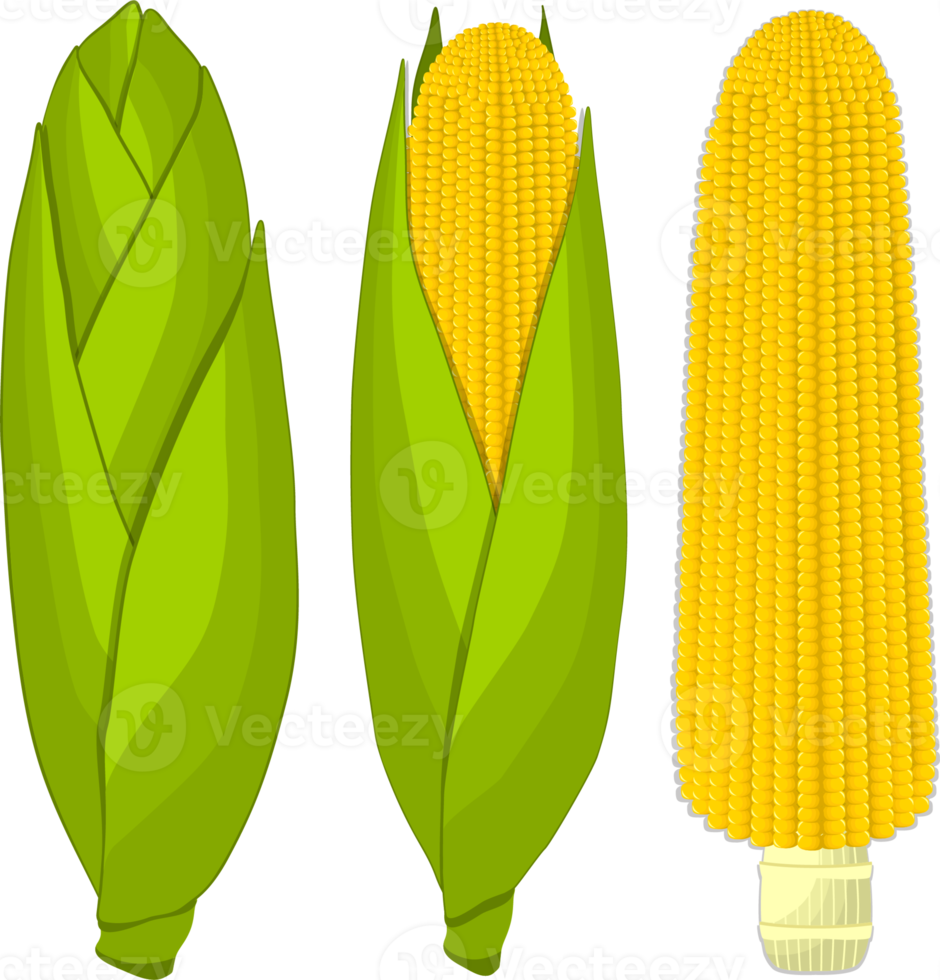 Sweet juicy tasty natural eco product corn png