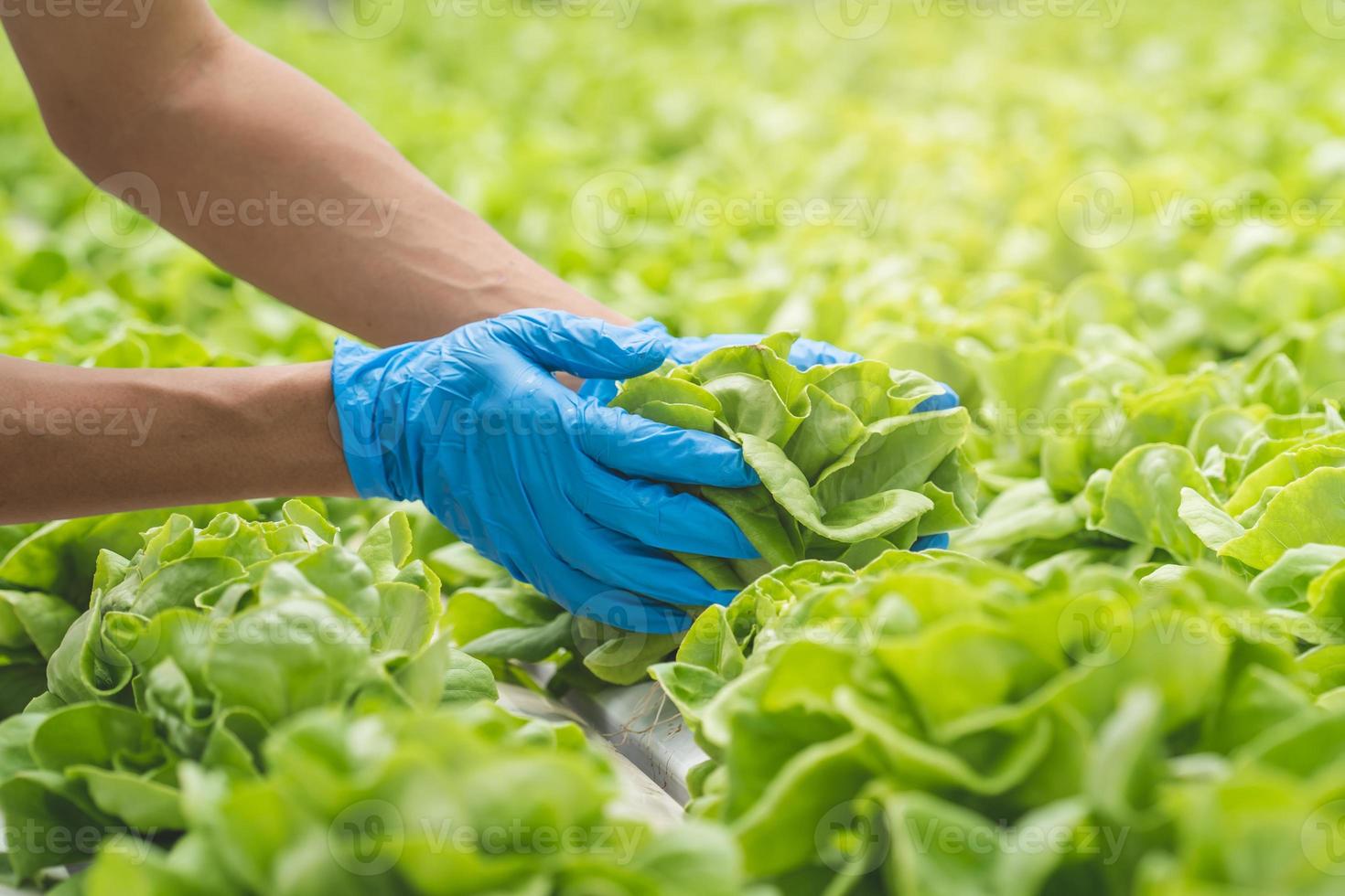 close up view hands of farmer picking lettuce in hydroponic greenhouse. photo