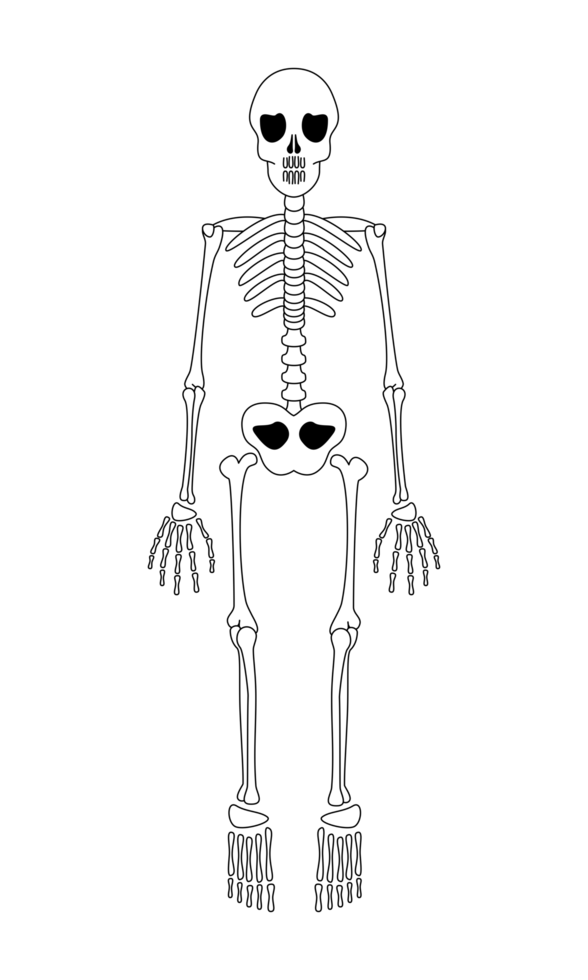 Cartoon Skeleton Illustration png