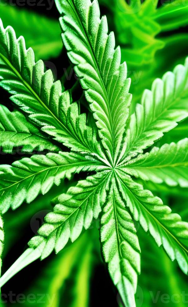 Green marijuana leaf in nature pattern design photo