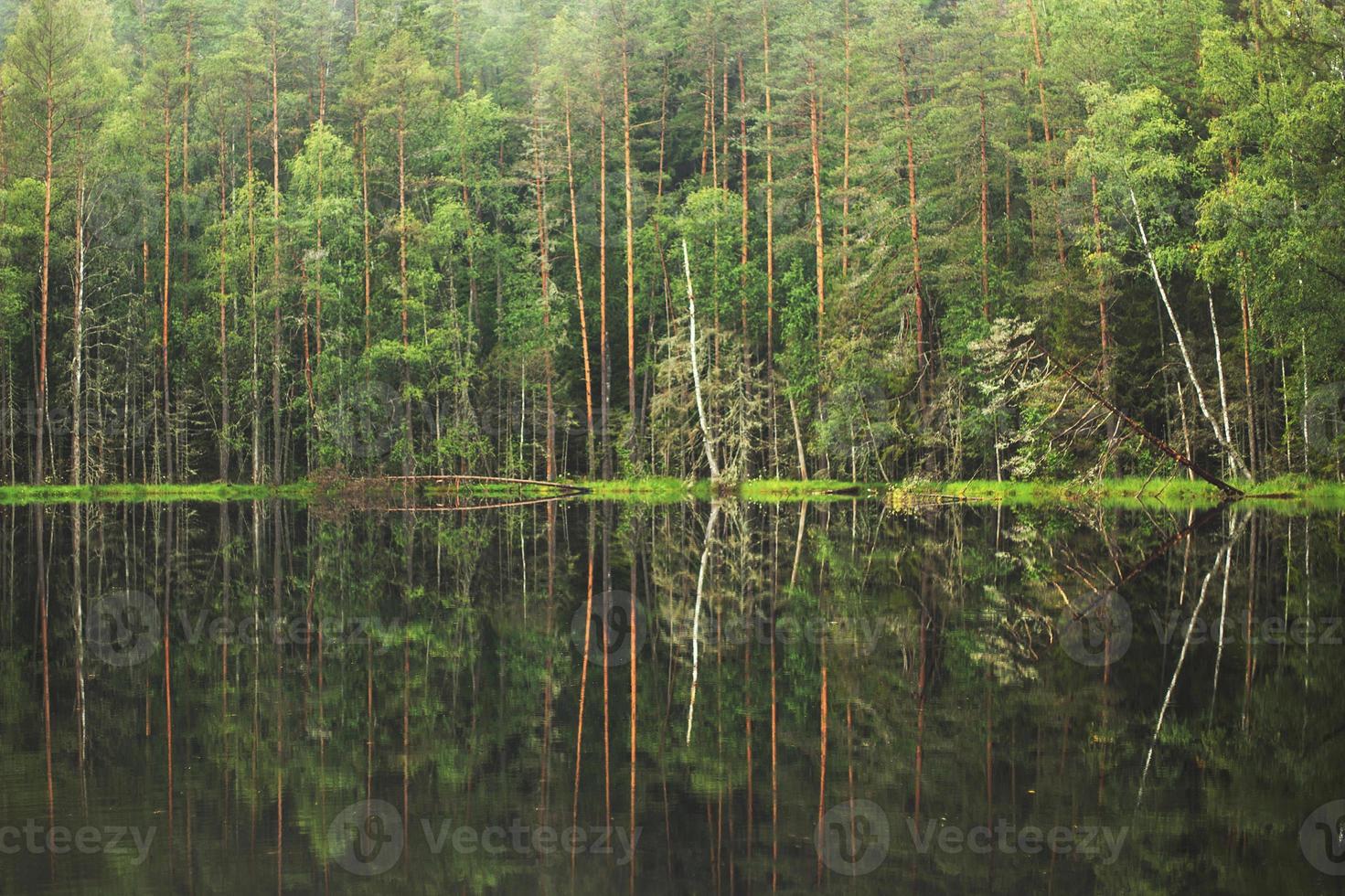 forest around the lake. reflection of trees in water. blue lakes on Naroch photo
