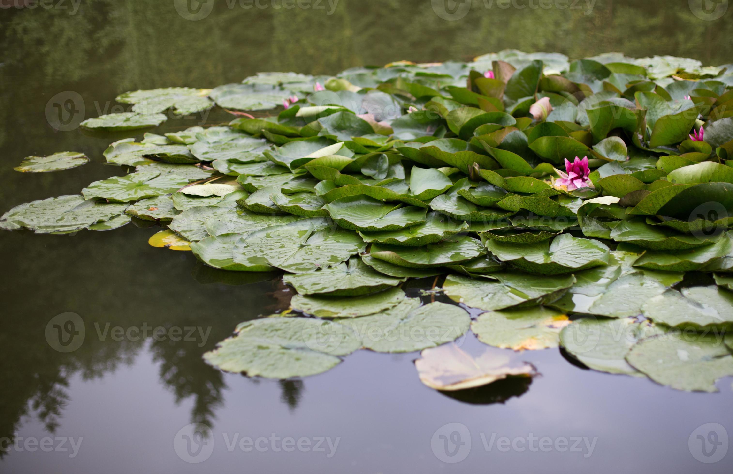 water lilies grow on a pond. white water lily in water 20056052 Stock