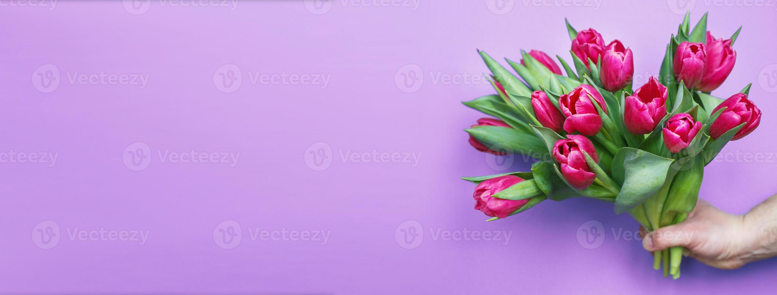 mans hand holding bouquet of fresh flowers tulips on purple pink background. photo