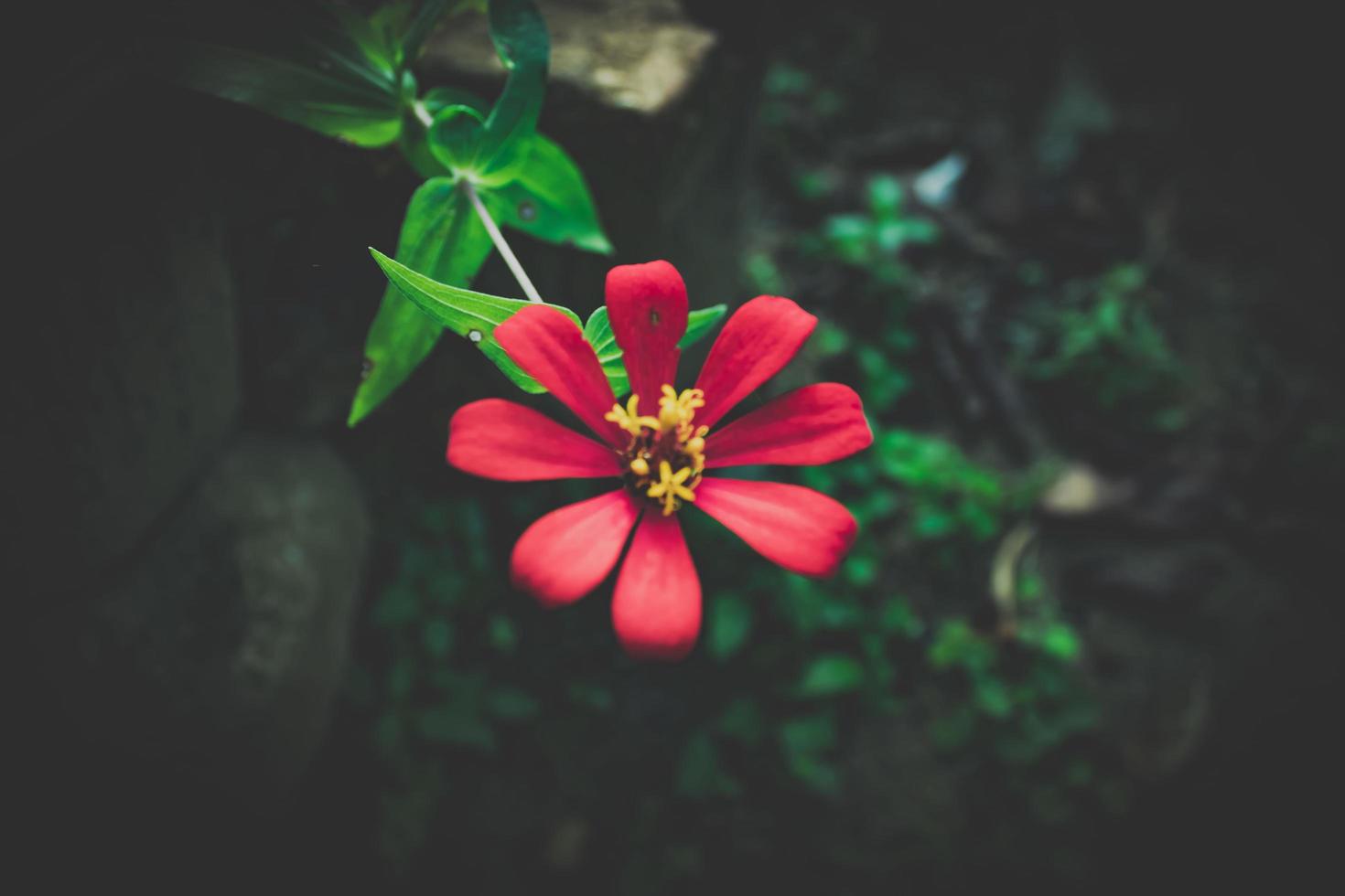 bokeh flower object on green and black background photo
