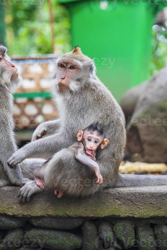 Nice monkey family with a baby sitting on a stone photo