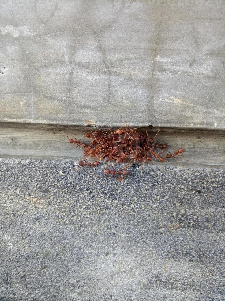 a crowd of ants on the road photo