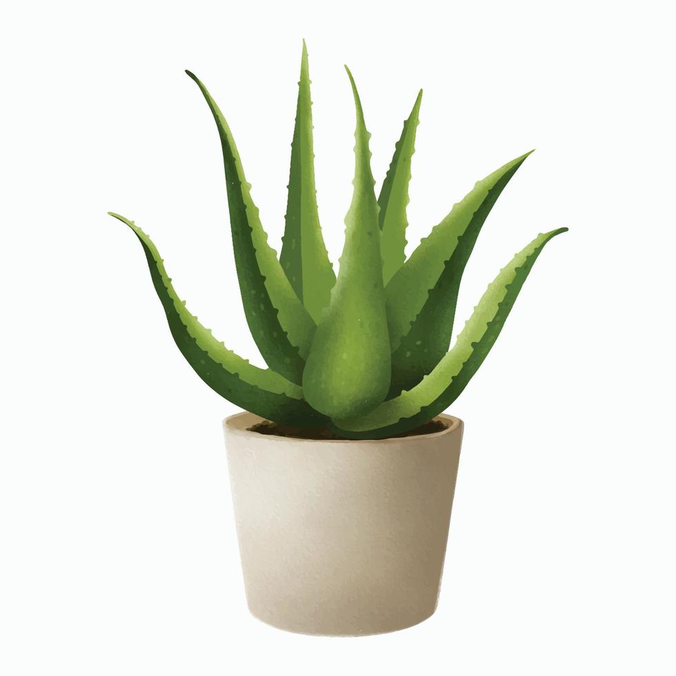 planta de aloe vera aislada en blanco vector