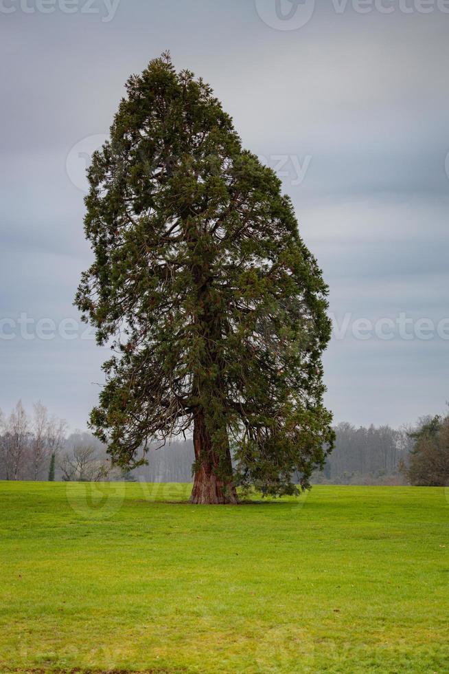 Tall lonely tree in the meadow photo
