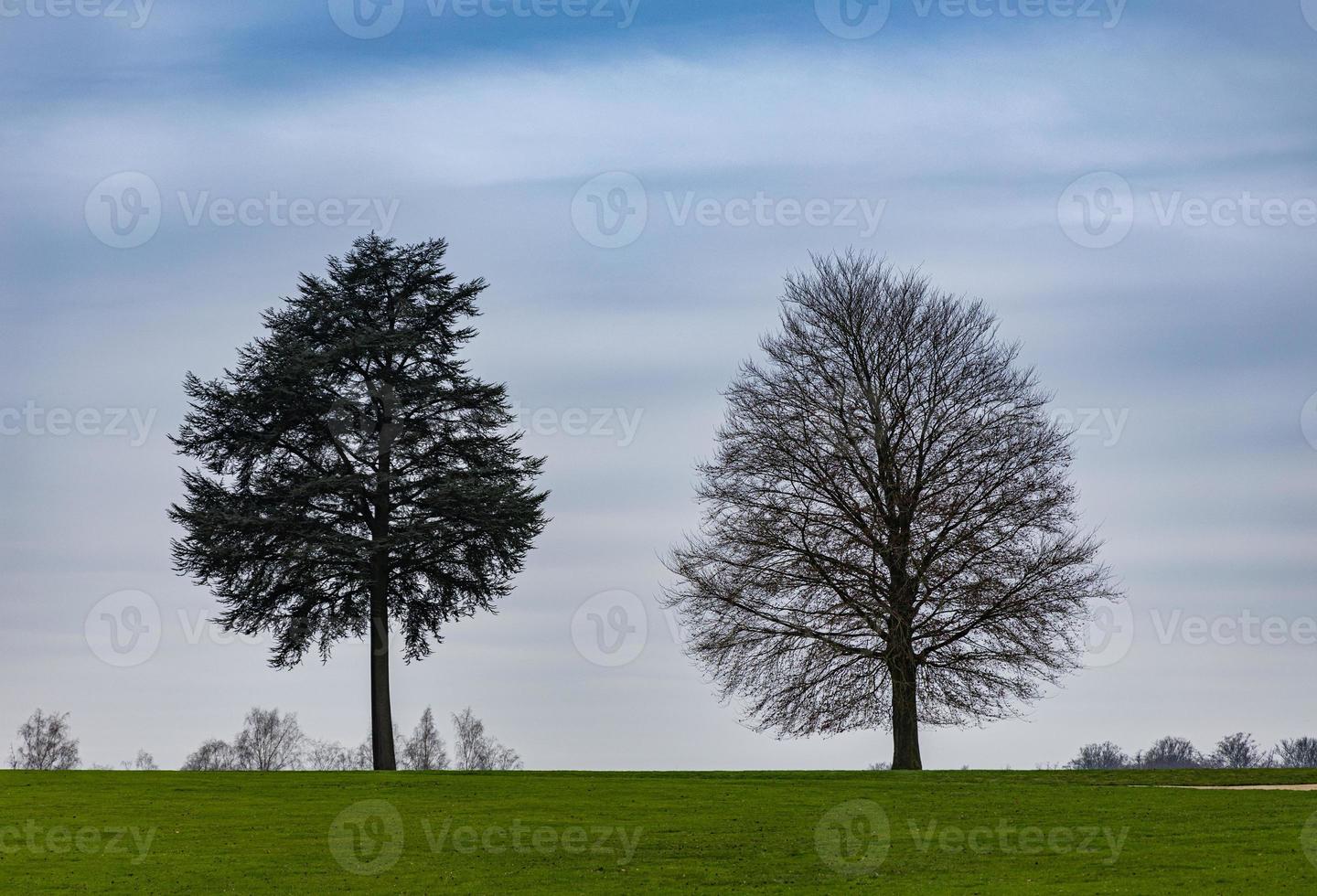 Solitude on the Meadow. Two lonely trees on meadow photo