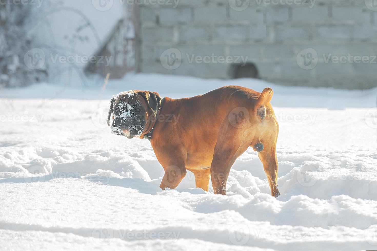 ginger large dog german boxer cheerfully walks and plays in the snow on a winter day photo