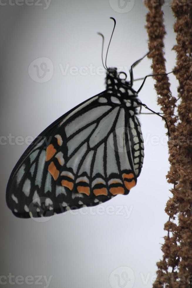 Delias eucharis is a agile day butterfly that enjoys foraging for food during the day, perching on dried flowers for saltiness. photo