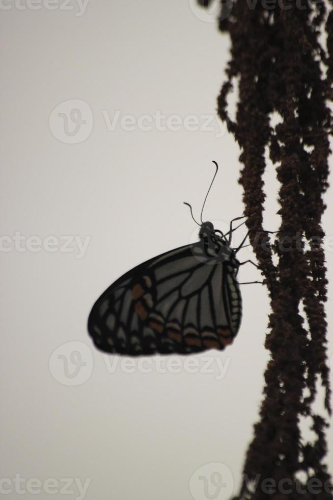 delias eucharis es un ágil día mariposa ese disfruta alimentándose para comida durante el día, encaramado en seco flores para salinidad. foto