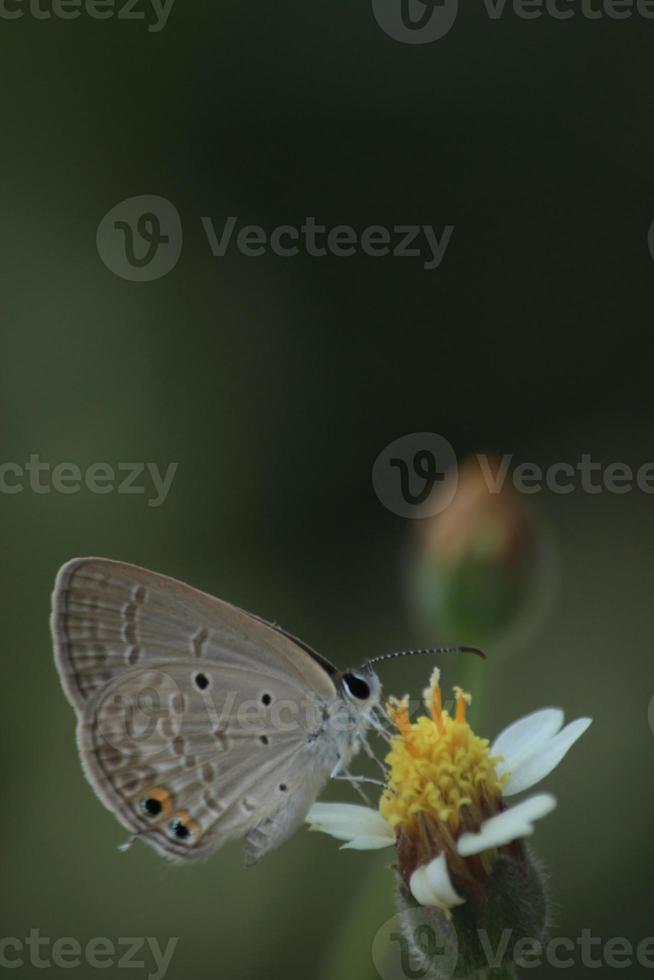 un pequeño gris mariposa alimentándose en amarillo flores y succión polen para comida es un ciclo en el naturaleza y ecosistema de mariposas y insectos foto