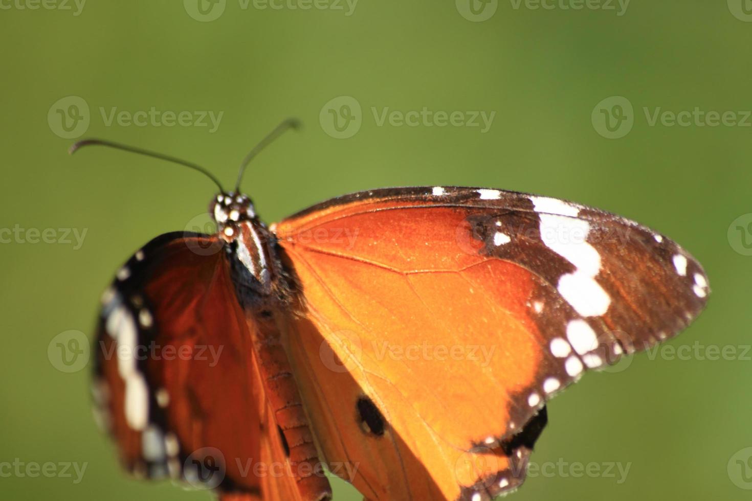 Butterflies with multicolored patterns perched on red amaranths in nature indicate that nature is still pure, butterflies in search of insects' natural nectar for food and nectar. photo