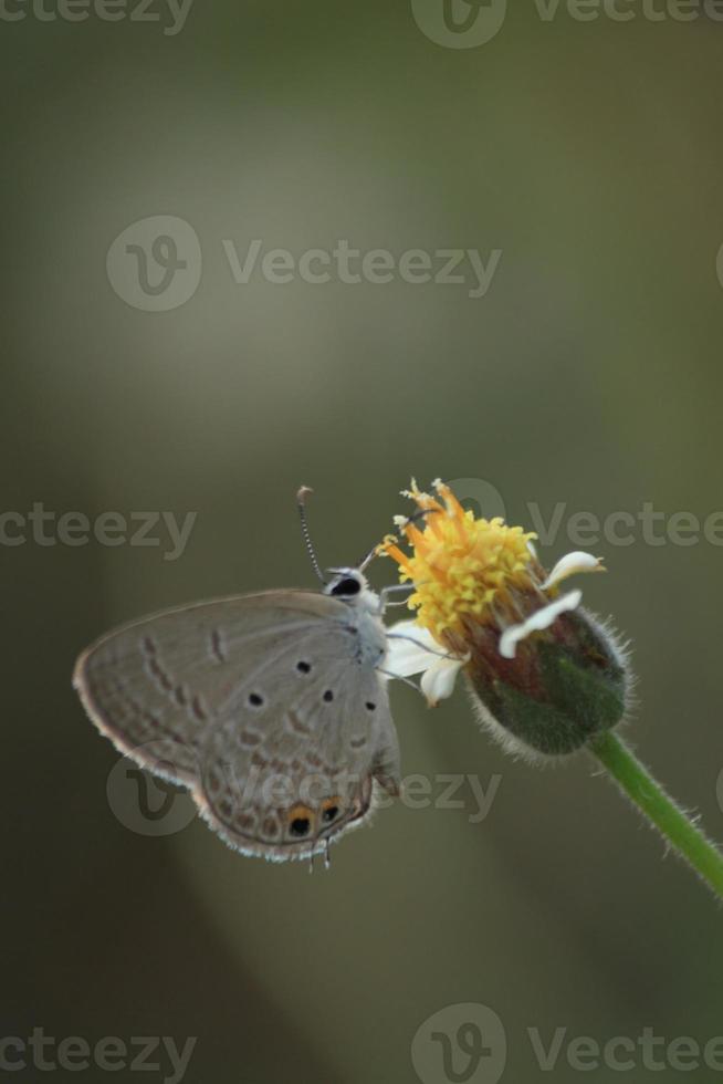 un pequeño gris mariposa alimentándose en amarillo flores y succión polen para comida es un ciclo en el naturaleza y ecosistema de mariposas y insectos foto