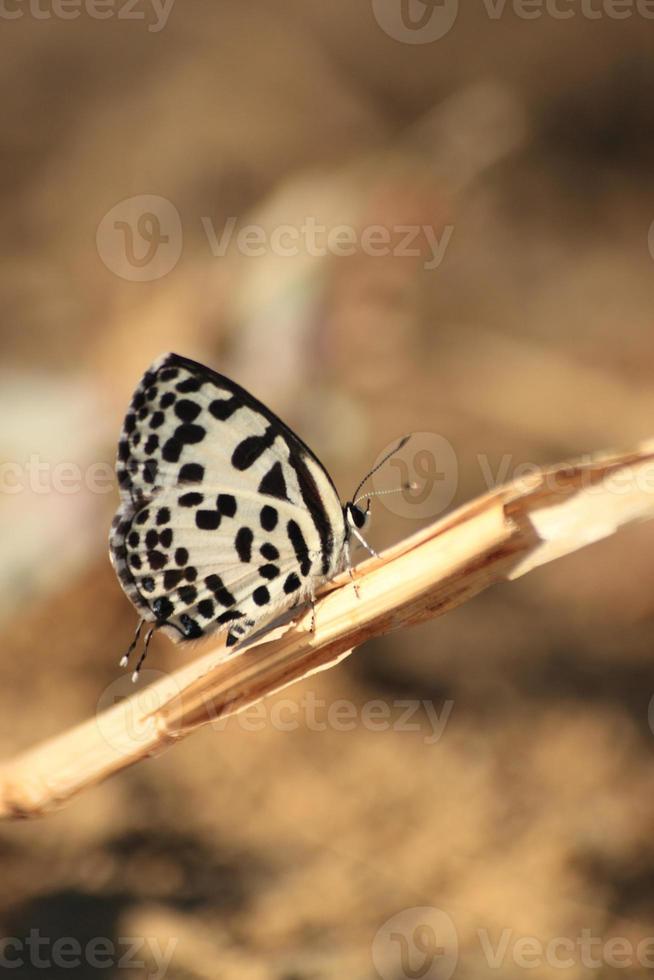 un pequeño gris mariposa alimentándose en amarillo flores y succión polen para comida es un ciclo en el naturaleza y ecosistema de mariposas y insectos foto