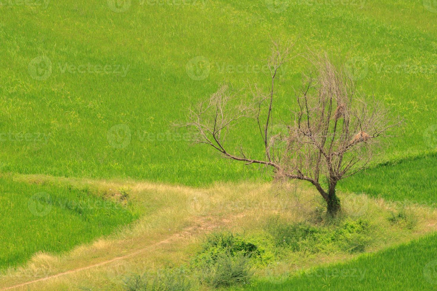 Dry perennial trees die in the paddy fields. This is a high-angle shot of a building located on a mountain that makes it look beautiful below. photo