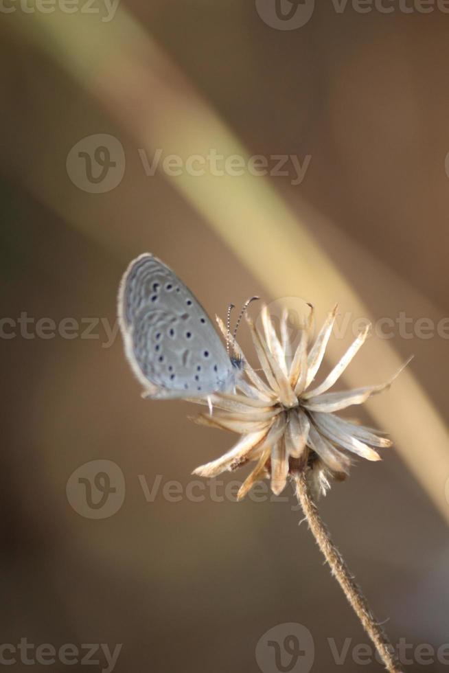 typical thick six-edged blue coat with small gray hairs perched on the dried flowers in search of the sweetness and saltiness of the dried flowers in nature. photo