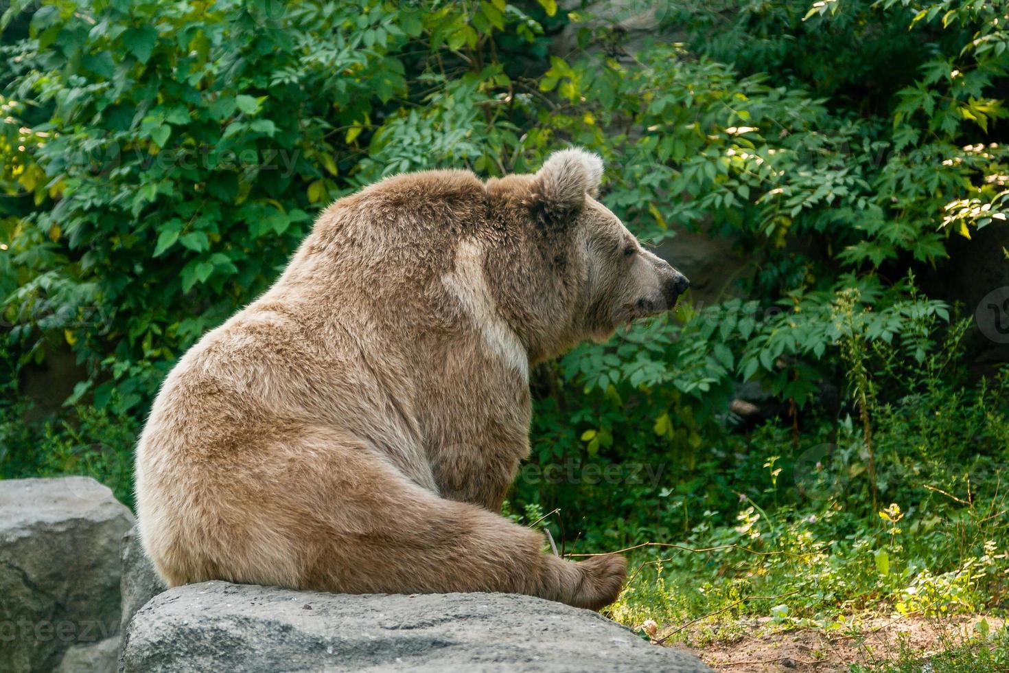 A bear on the shore of a lake photo