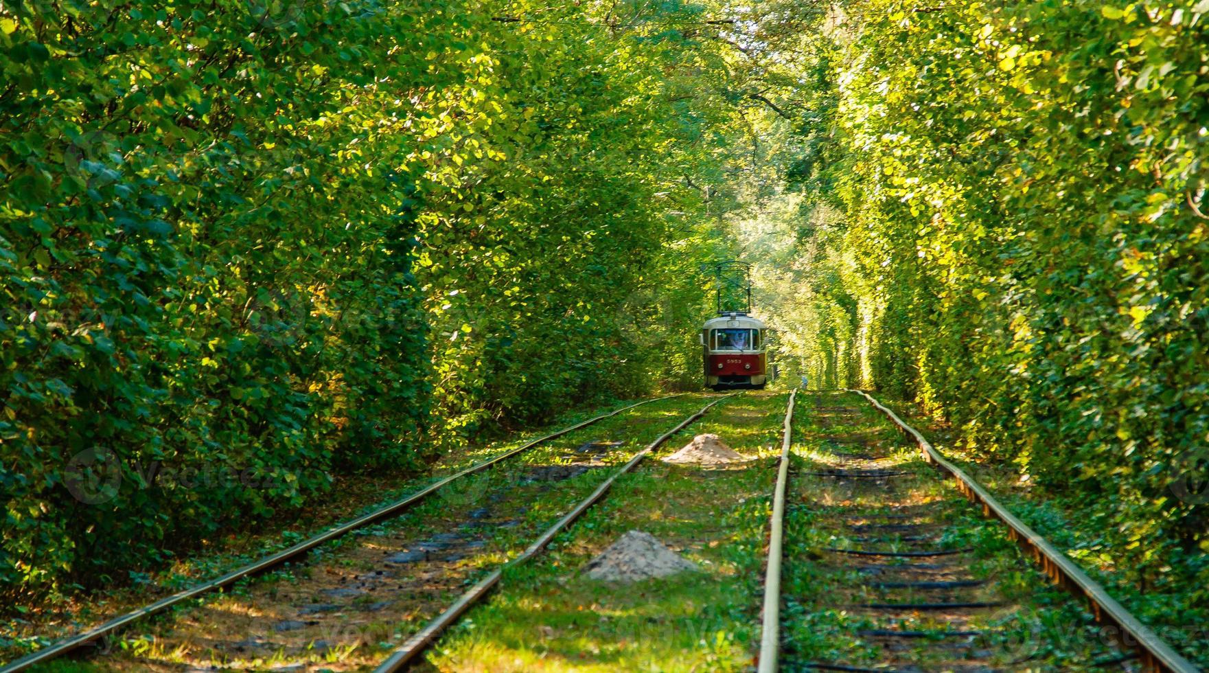 Tram and tram rails in colorful forest photo