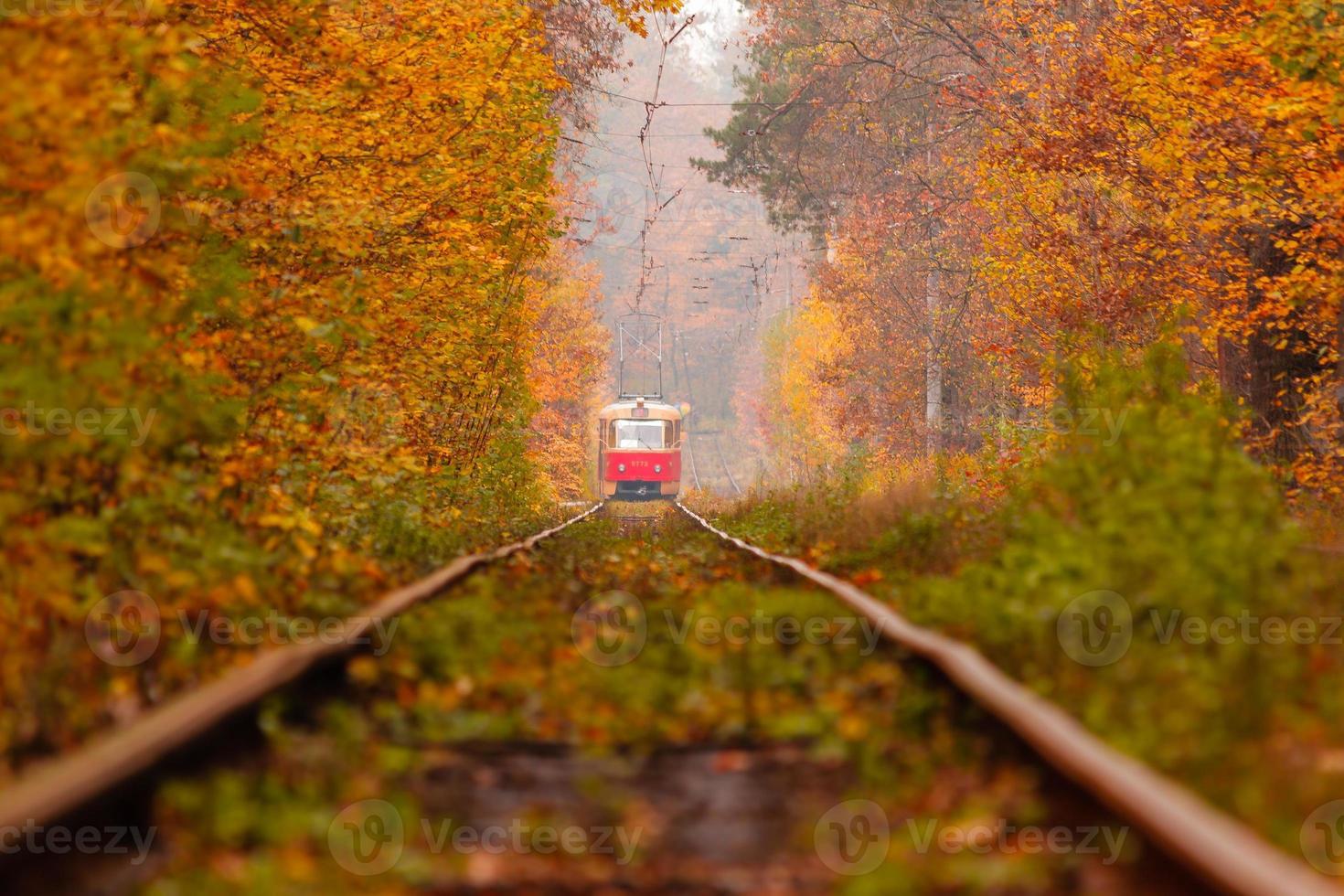 autumn forest among which goes a strange tram photo