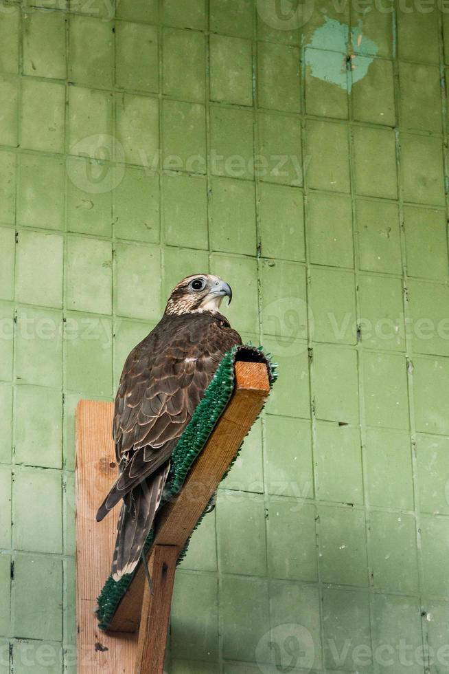 An eagle and a falcon sit on a close-up branch photo