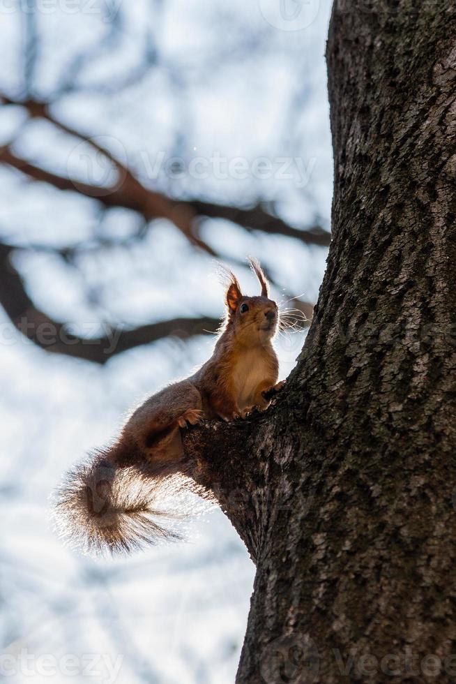 Squirrel sits on a tree photo