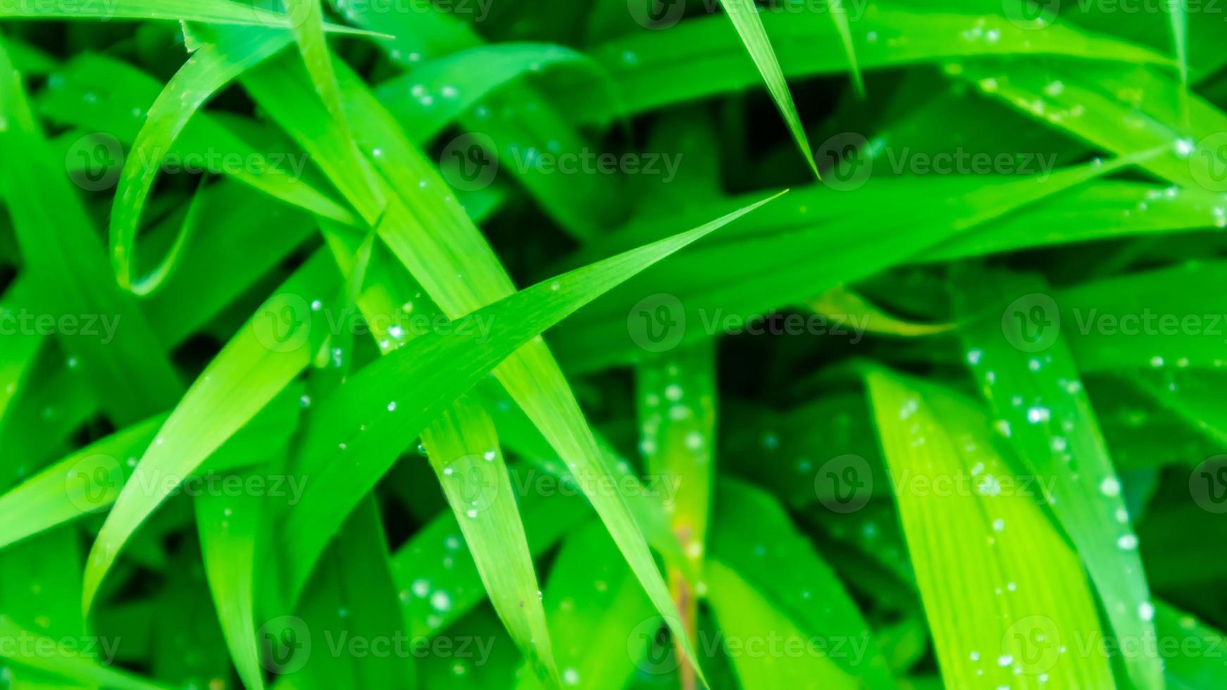 hermosas e impresionantes hojas verdes como fondo foto