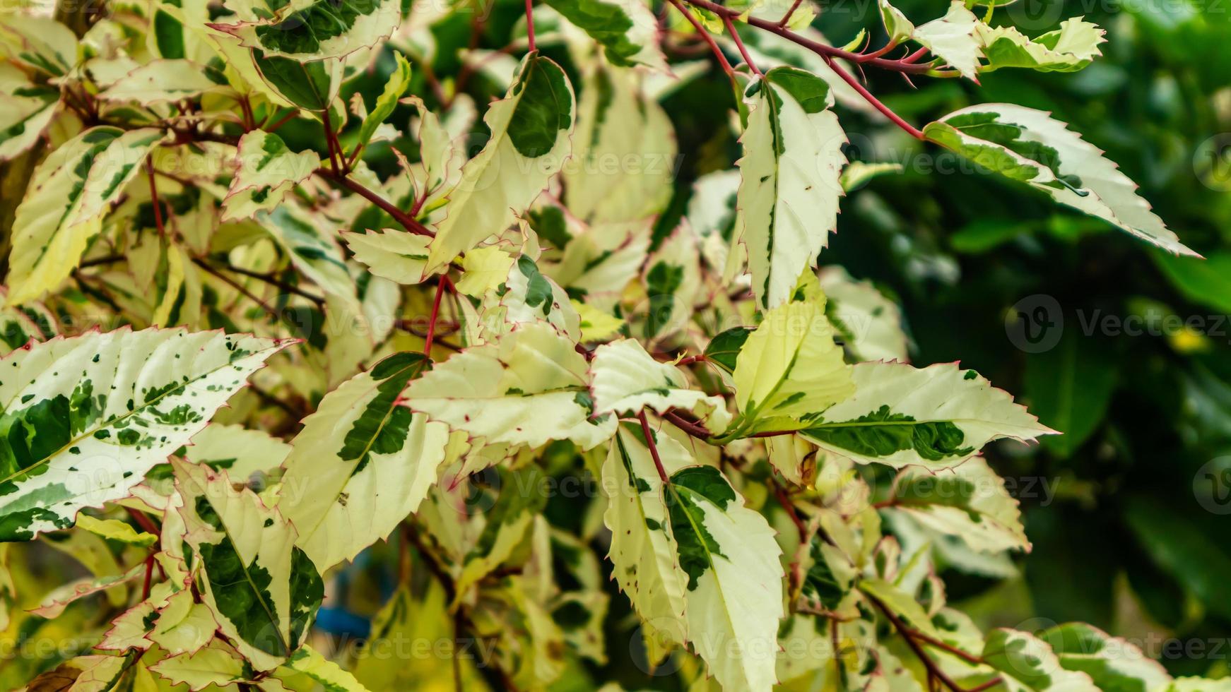 stunning beautiful white green leaves as background photo