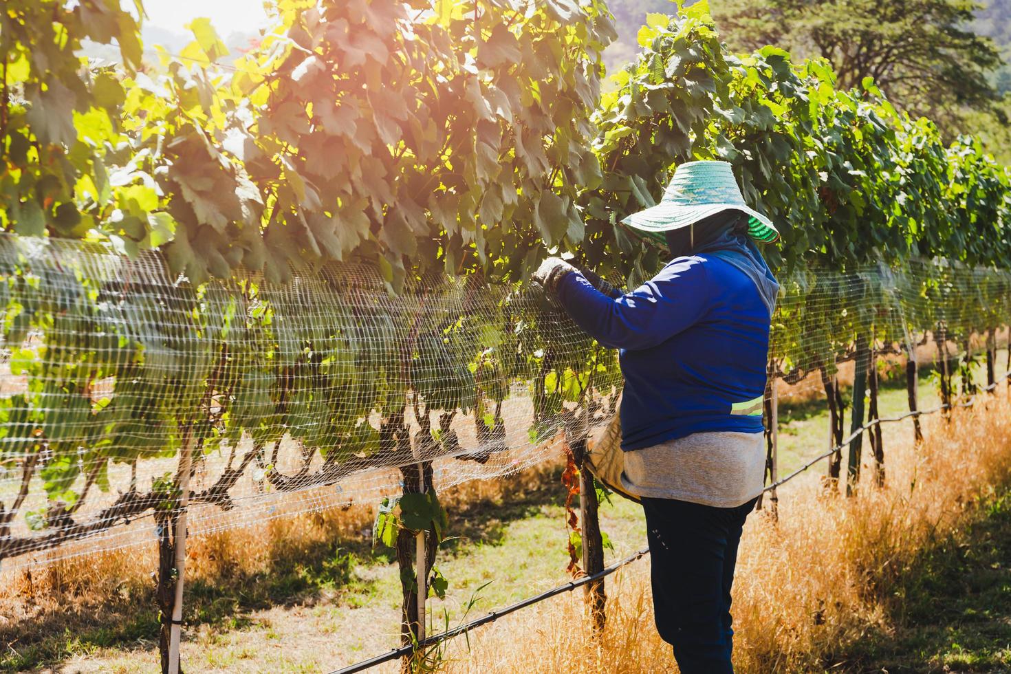 Unidentified worker netting grape wine with wire mesh in vineyard. photo