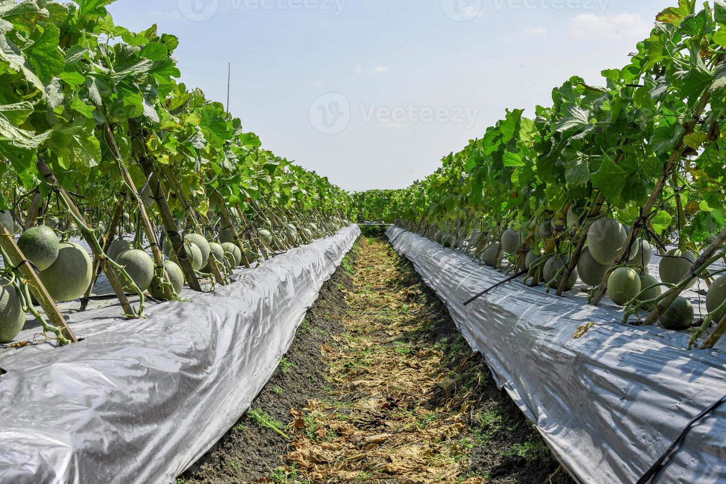 harvest melon in the field photo