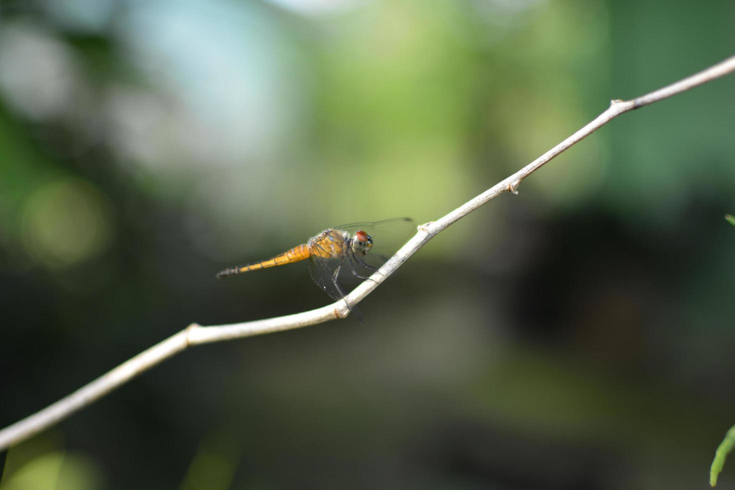 close up and macro view of dragonfly photo