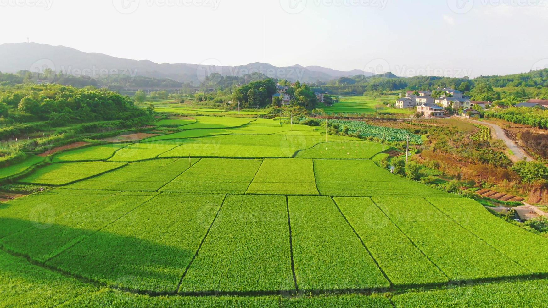 aerial photography of green rice background photo