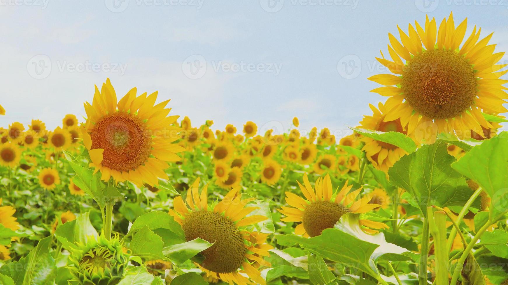 summer sunflower flower sea wind photo