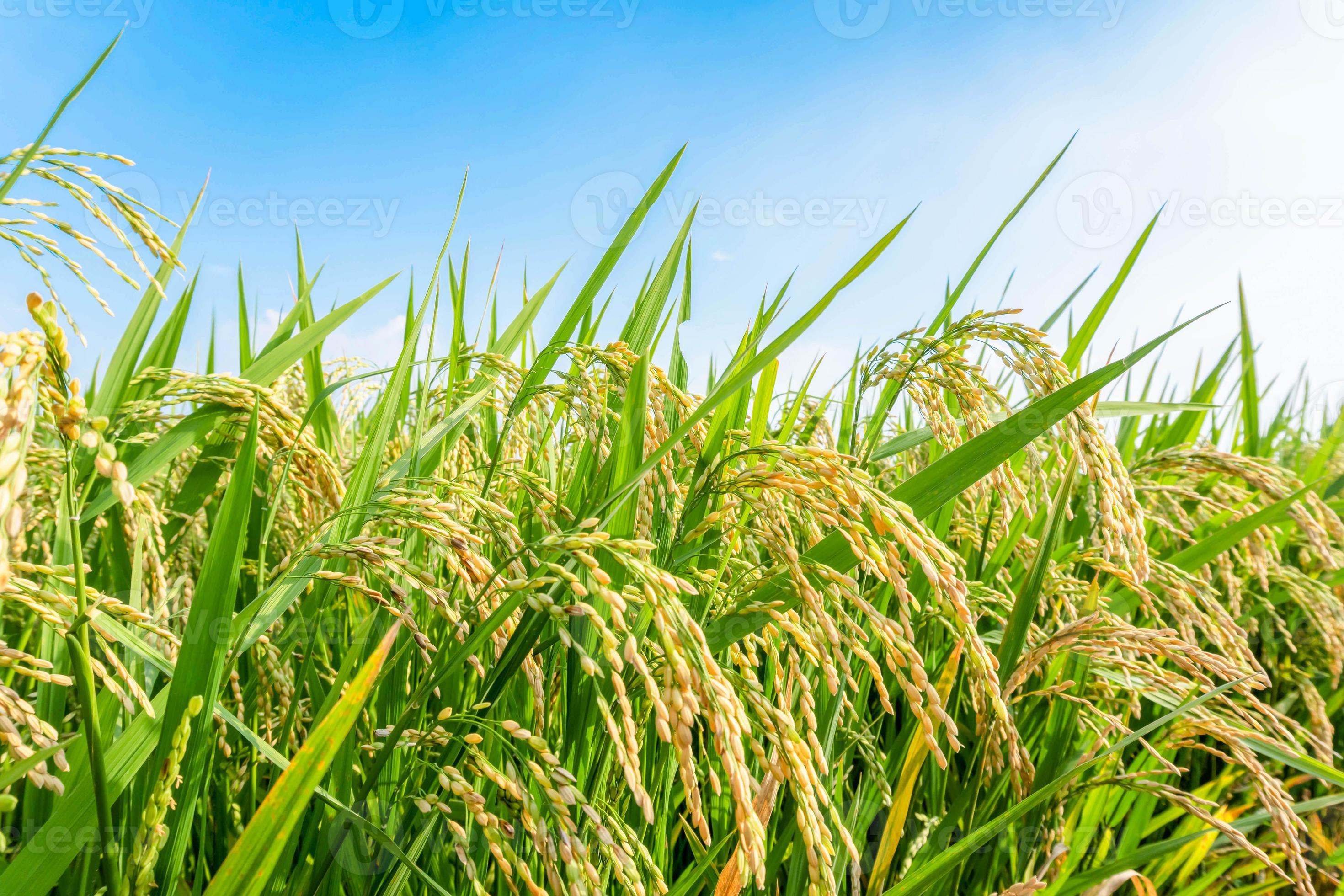 harvest summer rice paddy field background 20071790 Stock Photo at Vecteezy