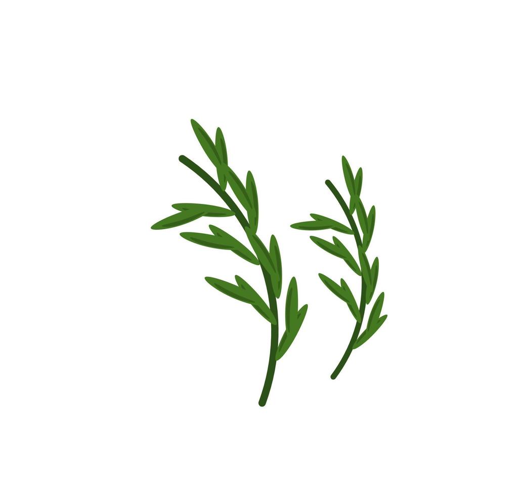 rosemary. Salvia rosmarinus.Rosmarinus officinalis vector