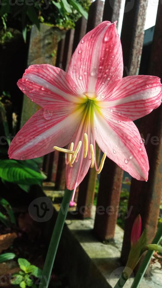 Hippeastrum striatum flower in pink color photo