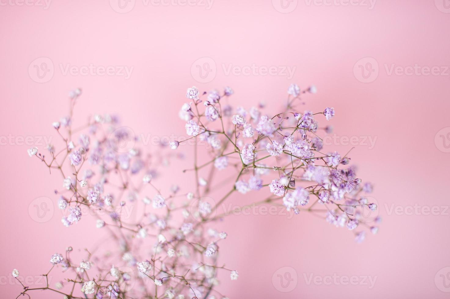 Small purple and white gypsophila flowers on a pink background photo