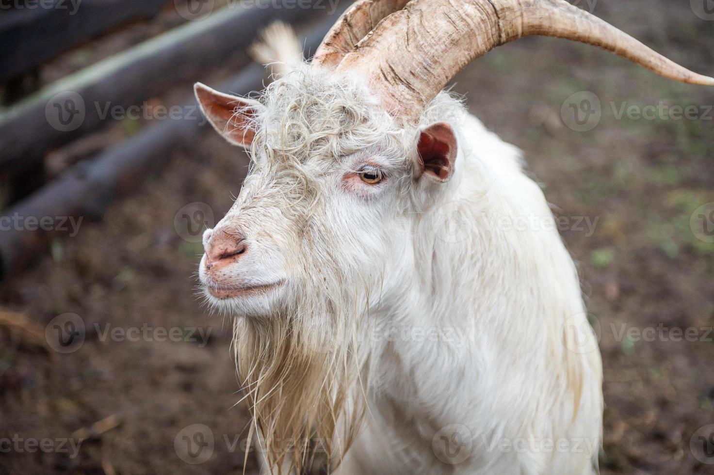 The white Zenen goat looks away photo