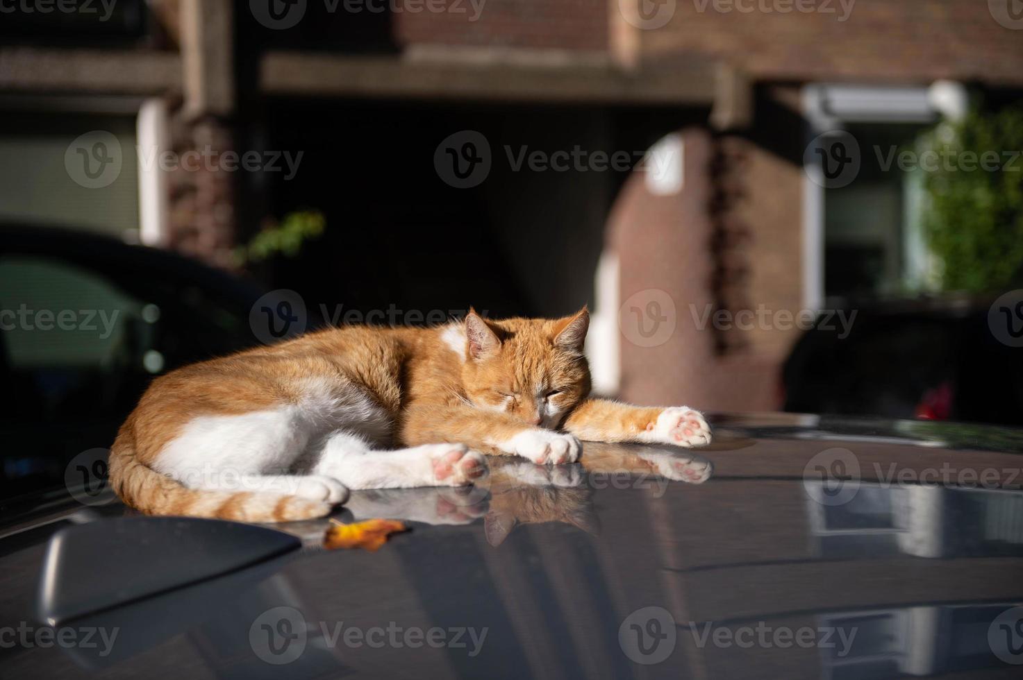 A red-haired cat is lying and sleeping on the roof of a car photo