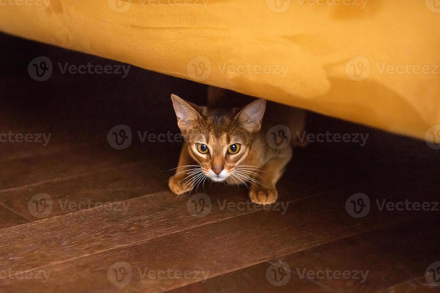 A purebred Abyssinian cat lies and hides under a yellow sofa photo